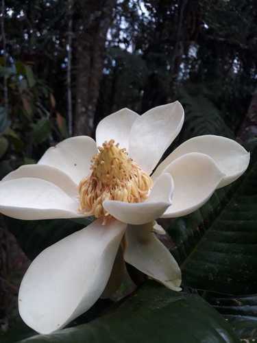Magnolia (magnolias) (alternate view 2)