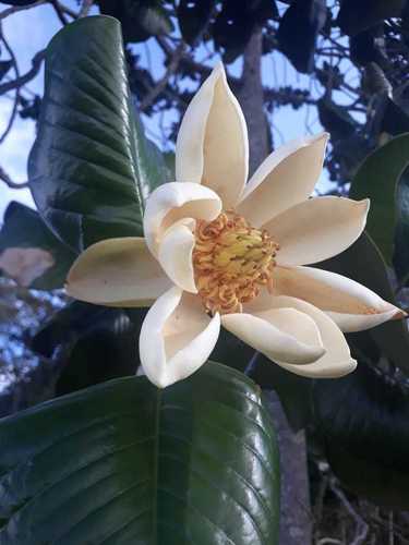 Magnolia (magnolias) (alternate view 4)