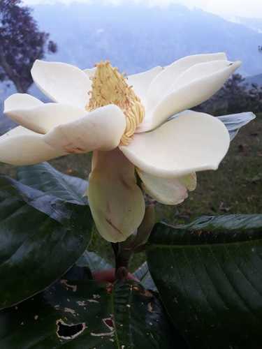 Magnolia (magnolias) (alternate view 5)