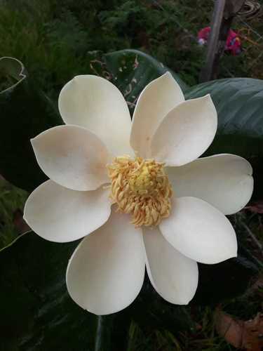 Magnolia (magnolias)