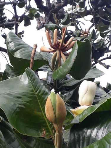 Magnolia (magnolias) (alternate view 3)
