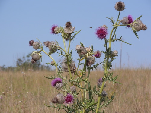 Lophiolepis eriophora (Woolly Thistle)