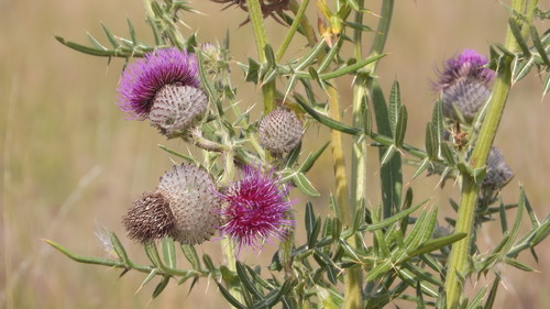 Lophiolepis eriophora (Woolly Thistle)