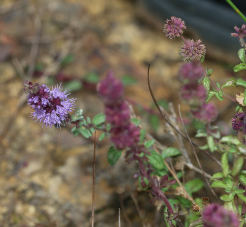 Mentha pulegium (Pennyroyal) (alternate view 4)