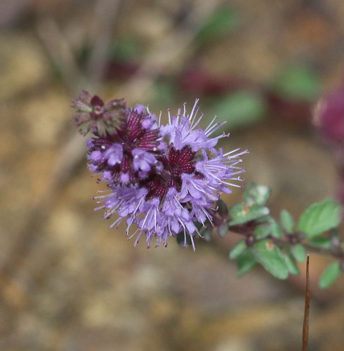 Mentha pulegium (Pennyroyal) (alternate view 3)