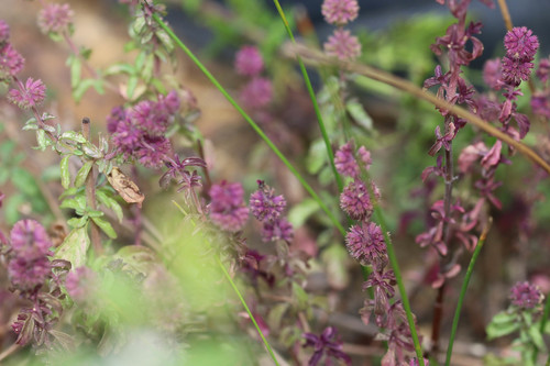 Mentha pulegium (Pennyroyal) (alternate view 5)