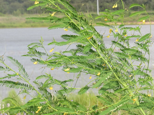 Sesbania herbacea (bigpod sesbania) (alternate view 3)