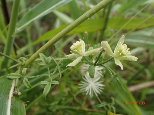 Clematis drummondii (Old Man's Beard Clematis) (alternate view 4)