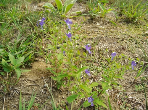 Trichostema dichotomum (Blue Curls) (alternate view 3)