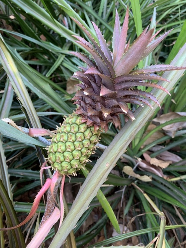 Ananas (alternate view 5)