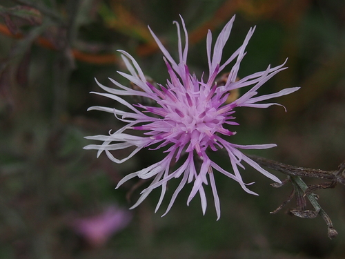 Centaurea stoebe (spotted knapweed) (alternate view 4)