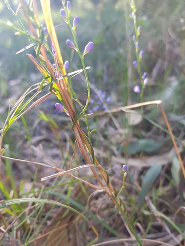 Comesperma volubile (Love Creeper) (alternate view 9)