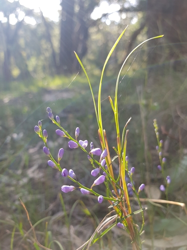 Comesperma volubile (Love Creeper) (alternate view 10)