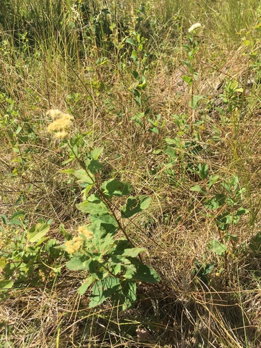 Spiraea lucida (Shinyleaf Spiraea) (alternate view 3)
