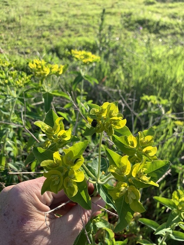 Euphorbia oblongata (eggleaf spurge)