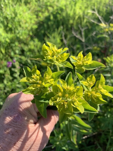 Euphorbia oblongata (eggleaf spurge)