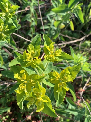 Euphorbia oblongata (eggleaf spurge)