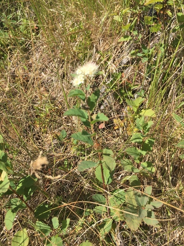 Spiraea lucida (Shinyleaf Spiraea) (alternate view 2)