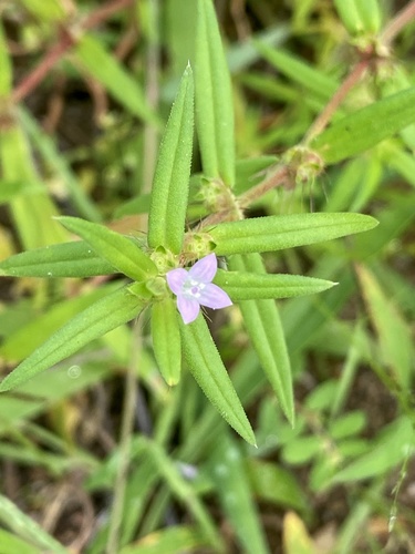 Hexasepalum teres (rough buttonweed) (alternate view 5)