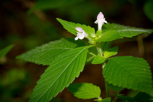 Galeopsis tetrahit (Common hemp-nettle)
