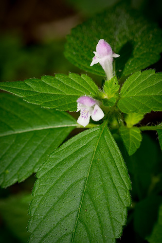 Galeopsis tetrahit (Common hemp-nettle)