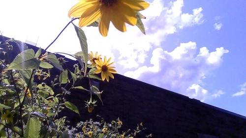 Helianthus annuus (Common Sunflower)