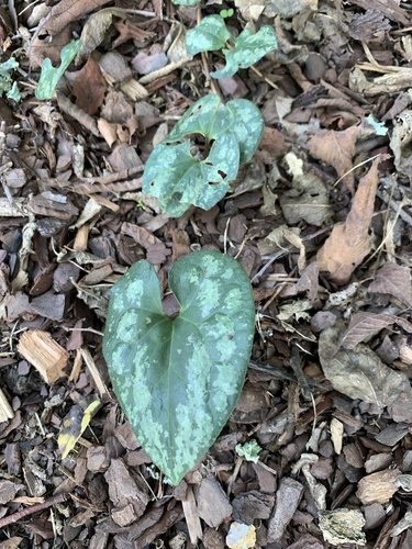 Asarum splendens (Chinese Wild Ginger) (alternate view 5)