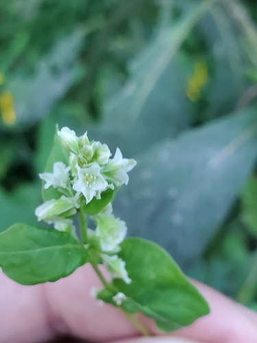 Fallopia scandens (climbing false buckwheat) (alternate view 5)