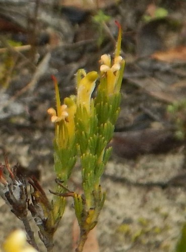 Adenanthos terminalis (Gland Flower) (alternate view 5)