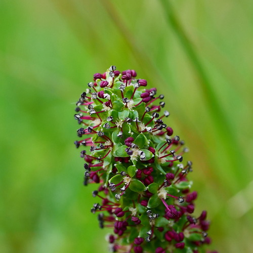 Acaena echinata (Sheep's Burr) (alternate view 3)