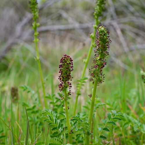 Acaena echinata (Sheep's Burr) (alternate view 2)