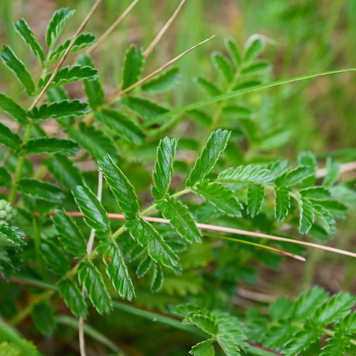 Acaena echinata (Sheep's Burr) (alternate view 4)
