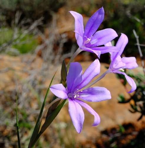 Babiana (Baboon Root)