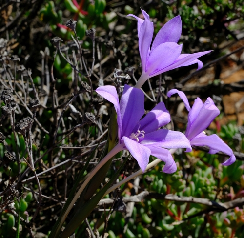 Babiana (Baboon Root) (alternate view 2)