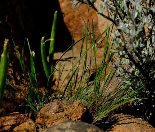 Babiana (Baboon Root) (alternate view 3)