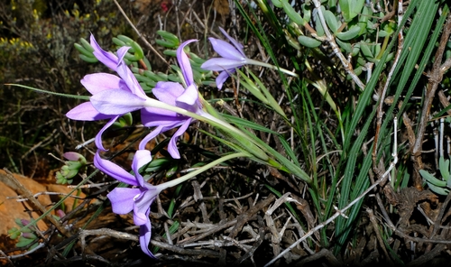 Babiana (Baboon Root) (alternate view 4)