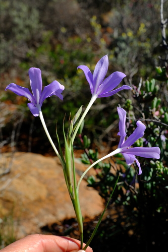 Babiana (Baboon Root) (alternate view 5)