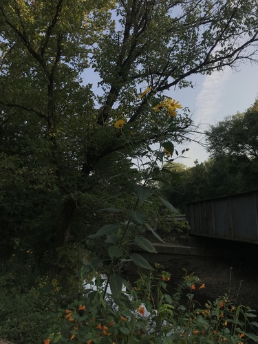 Helianthus tuberosus (Jerusalem artichoke)