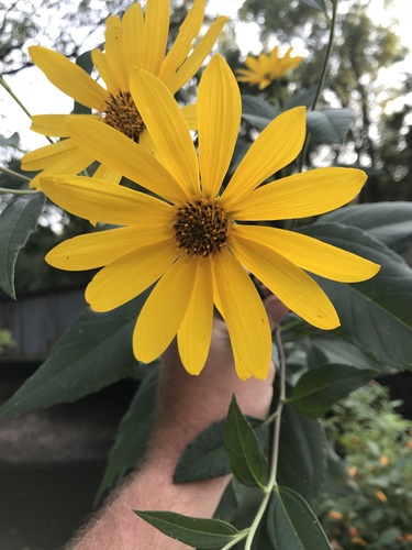 Helianthus tuberosus (Jerusalem artichoke)