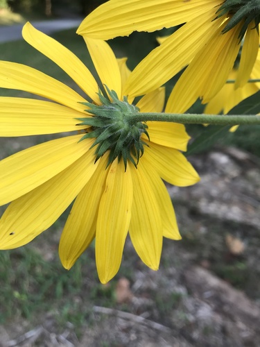 Helianthus tuberosus (Jerusalem artichoke)