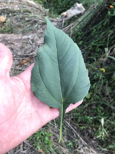 Helianthus tuberosus (Jerusalem artichoke)