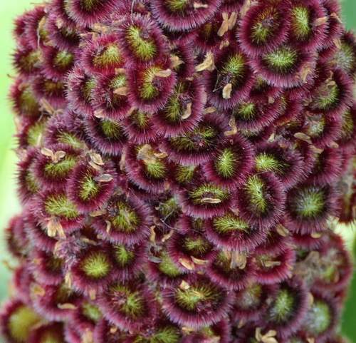 Rhus typhina (staghorn sumac)