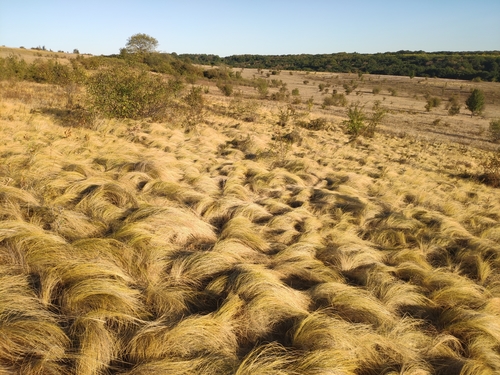 Stipa (Needle Grasses) (alternate view 7)