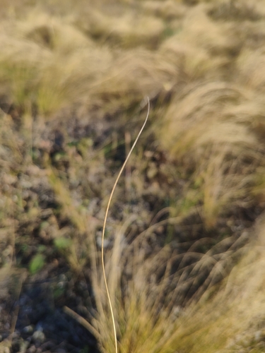 Stipa (Needle Grasses) (alternate view 8)