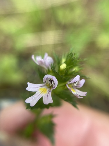 Euphrasia nemorosa (Common Eyebright)