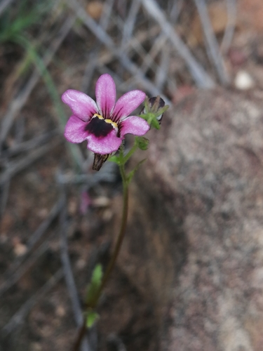 Nemesia (Lionfaces)
