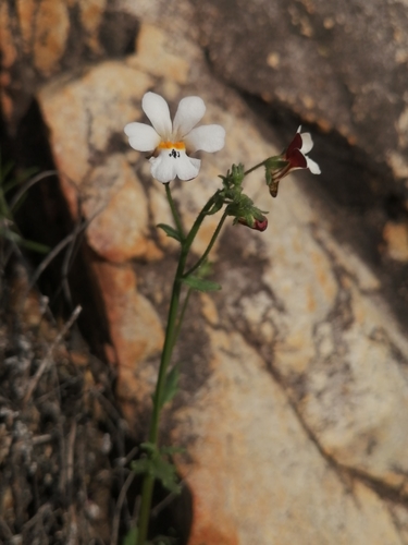 Nemesia (Lionfaces) (alternate view 2)
