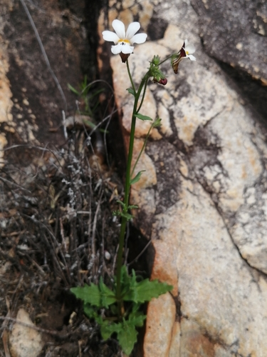 Nemesia (Lionfaces) (alternate view 3)