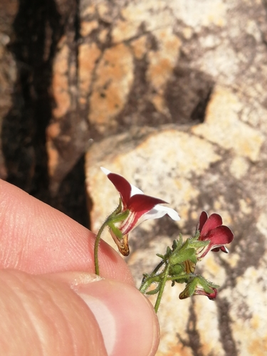 Nemesia (Lionfaces) (alternate view 5)
