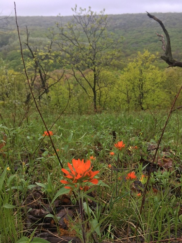 Castilleja coccinea (Painted-cup paintbrush) (alternate view 8)